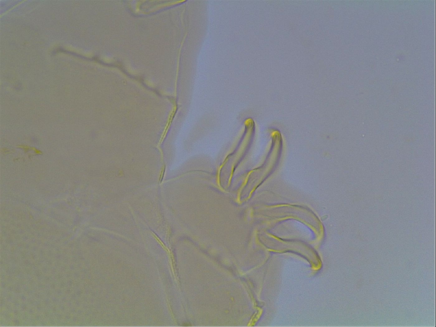 Echiniscus blumi image