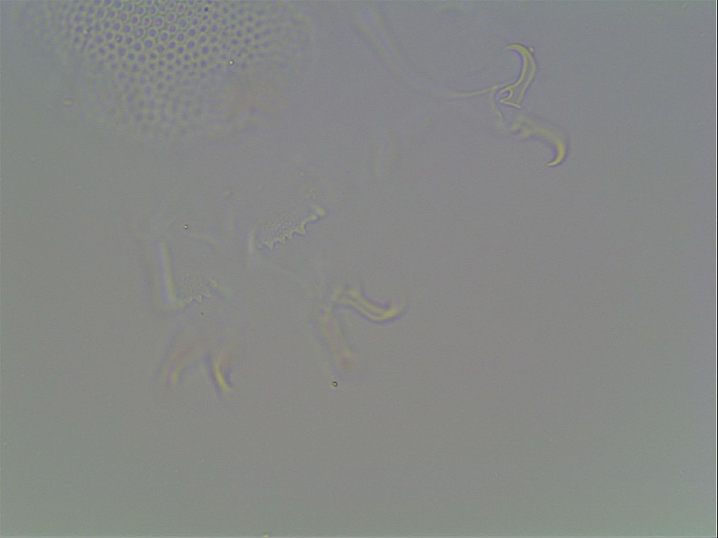 Echiniscus blumi image