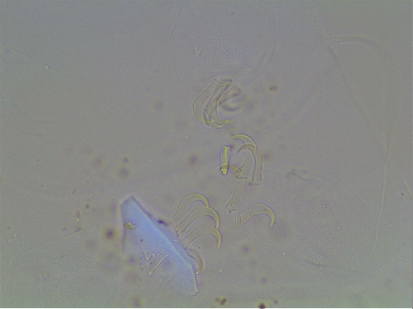Echiniscus blumi image