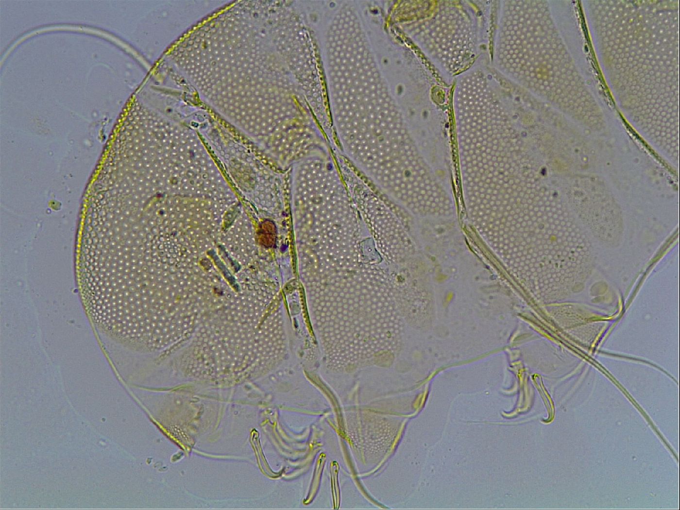 Echiniscus blumi image