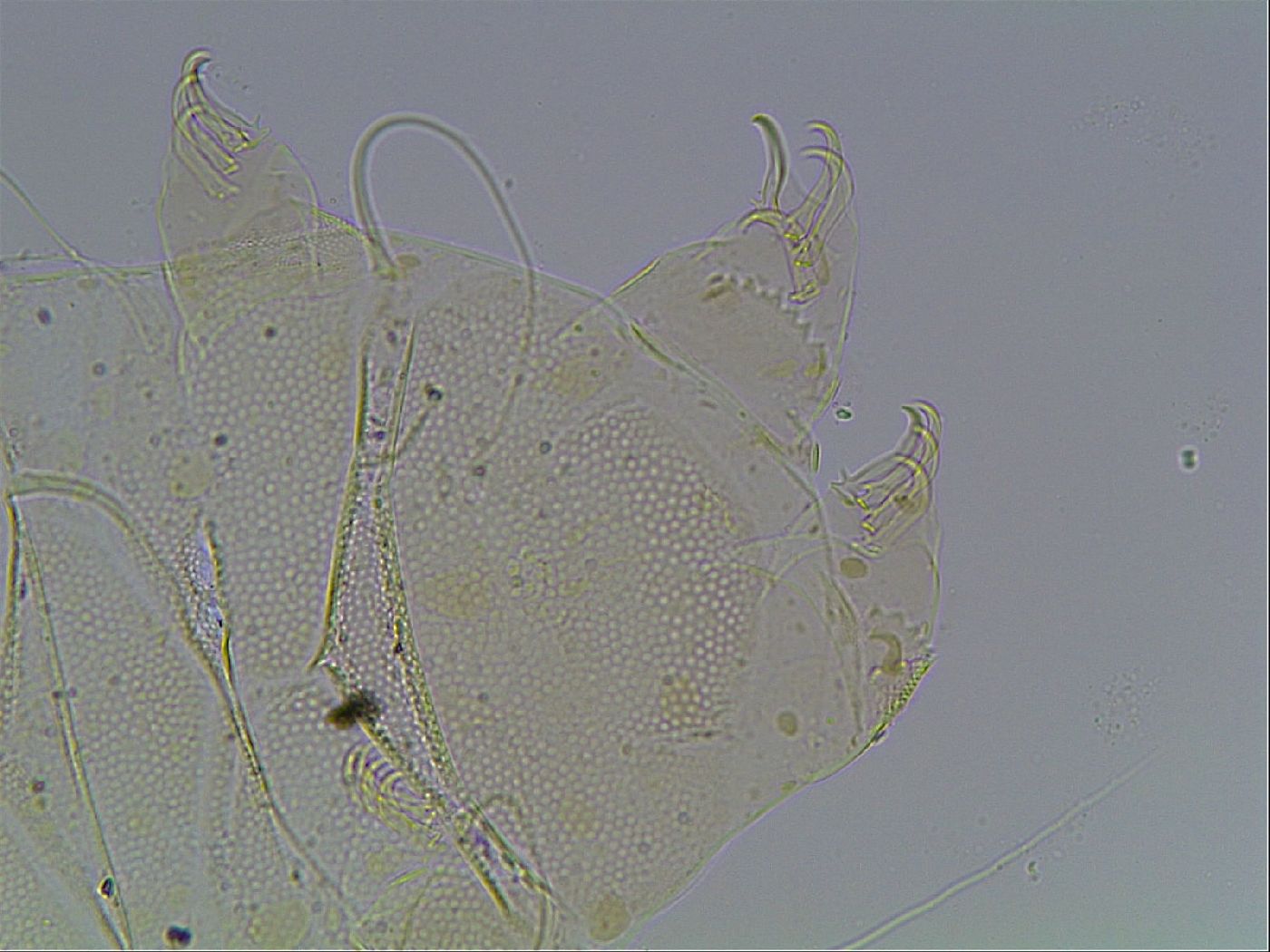 Echiniscus blumi image