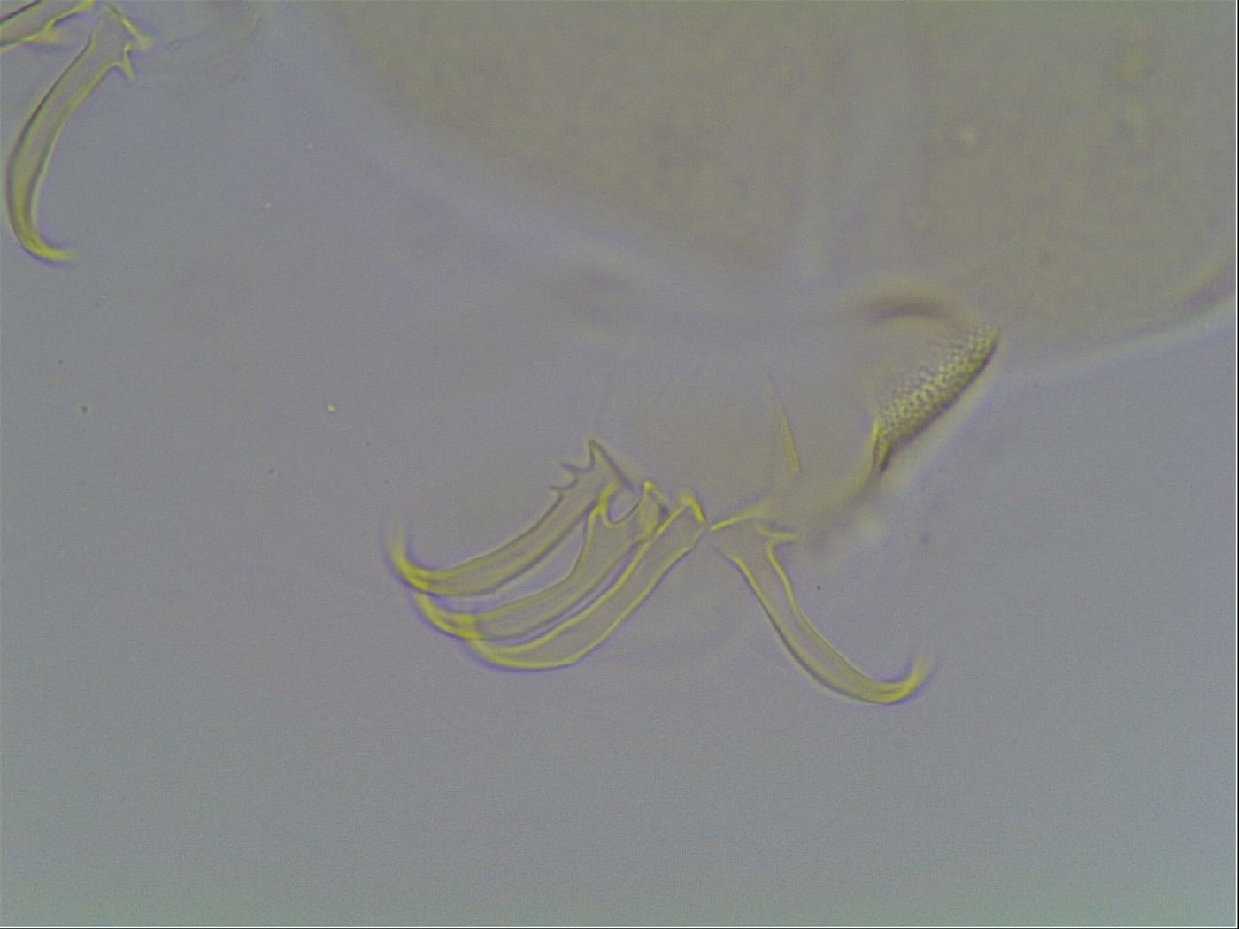 Echiniscus canadensis image