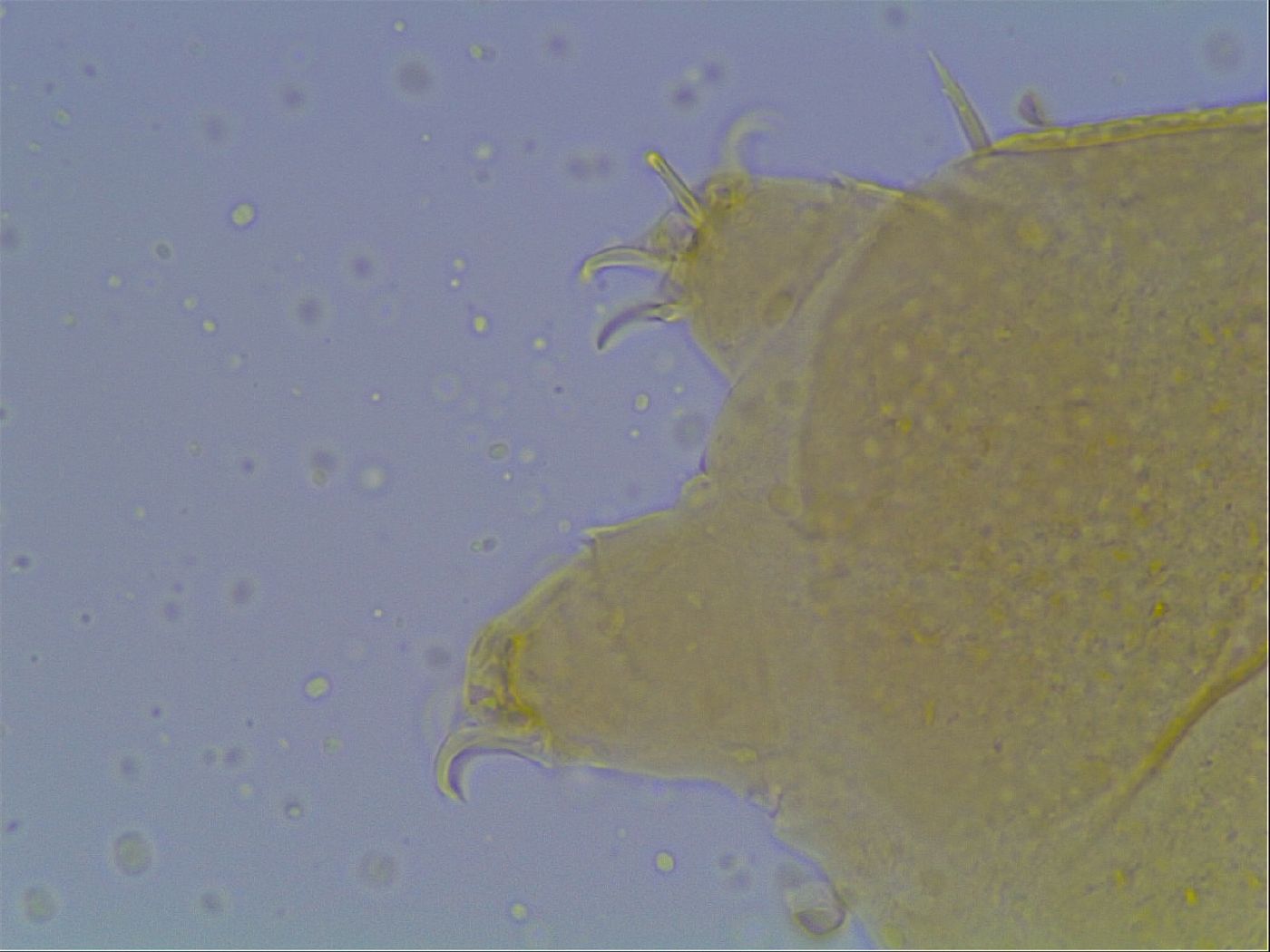 Echiniscus cavagnaroi image