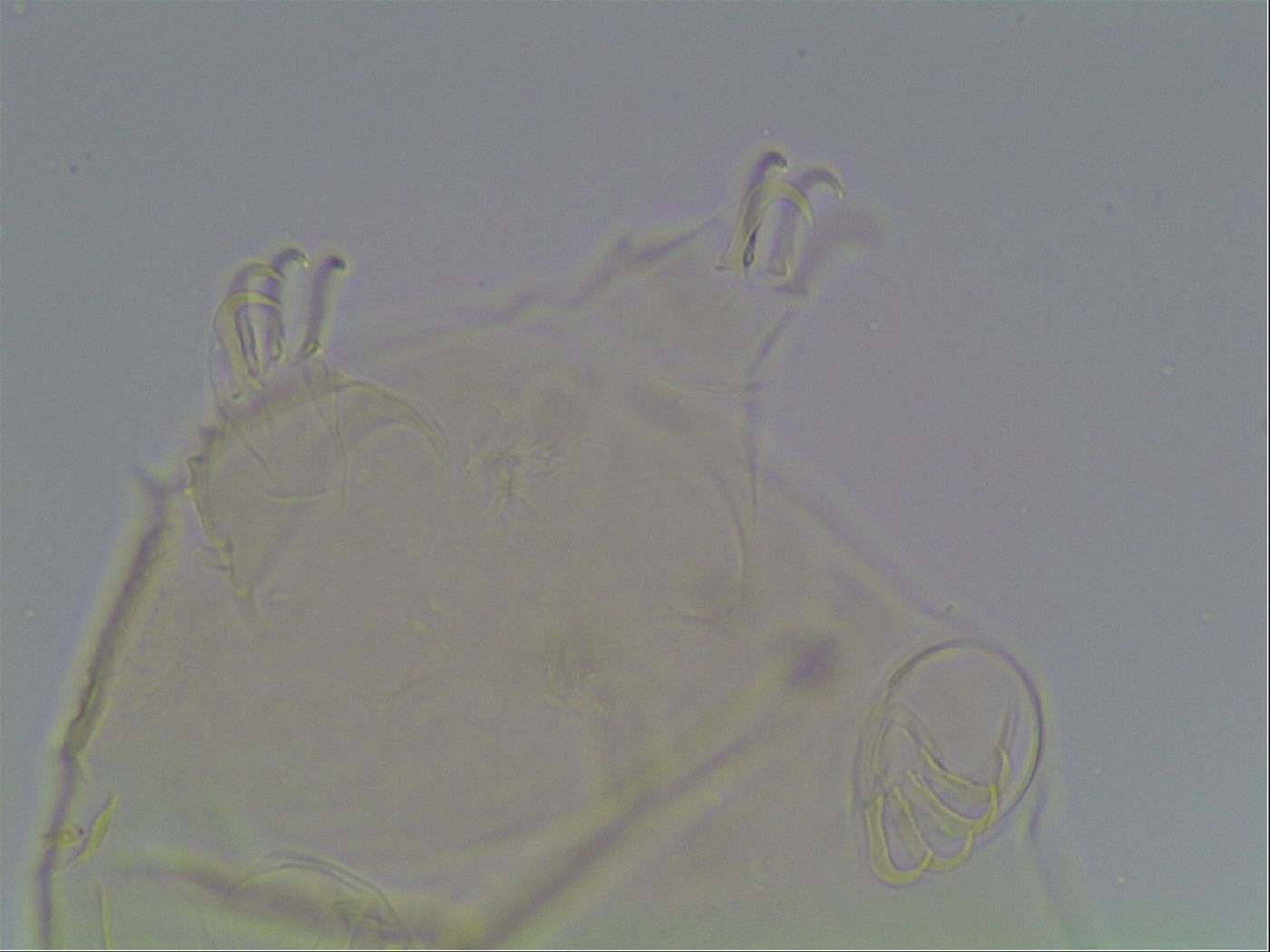 Echiniscus cavagnaroi image