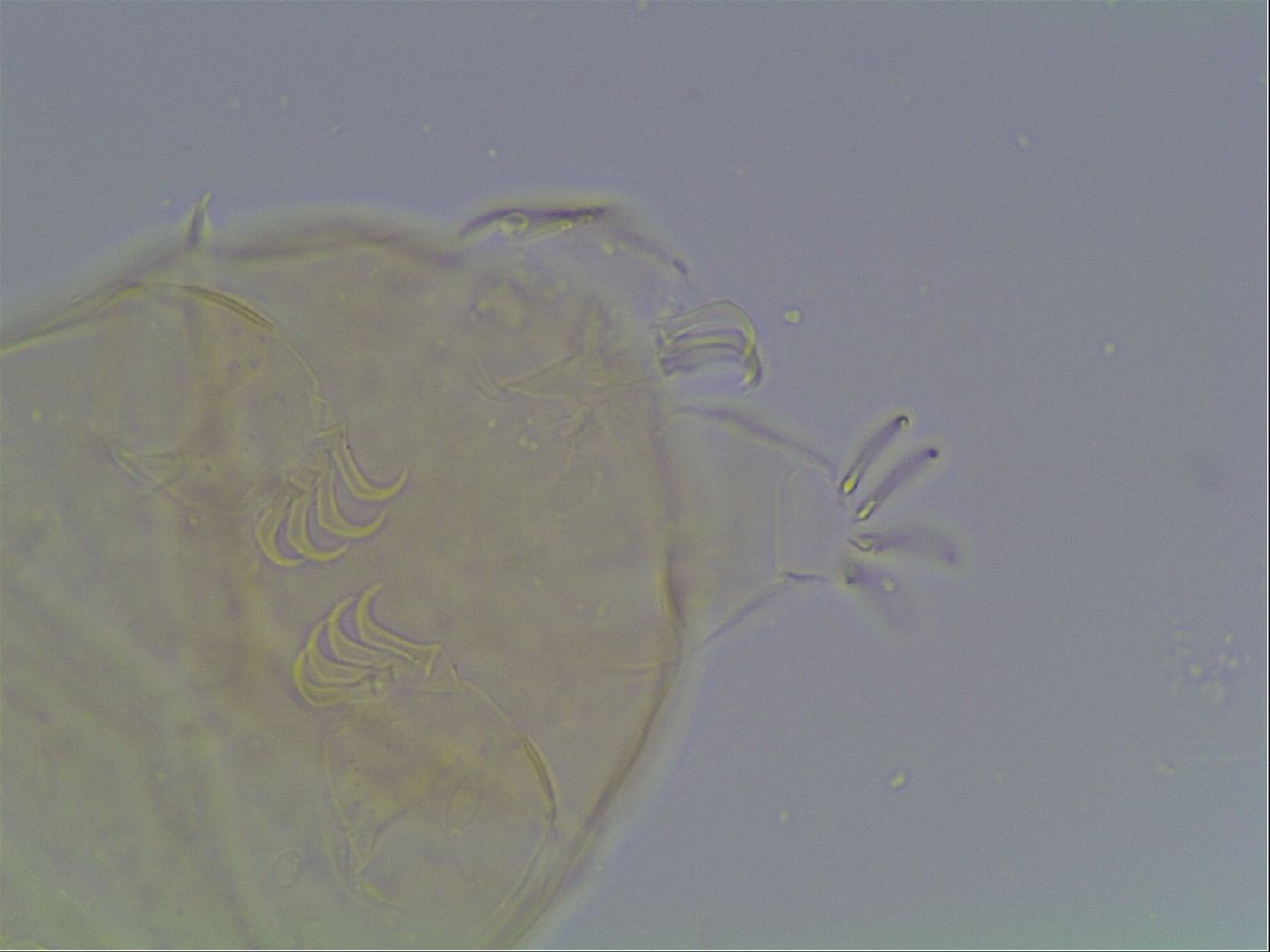 Echiniscus cavagnaroi image
