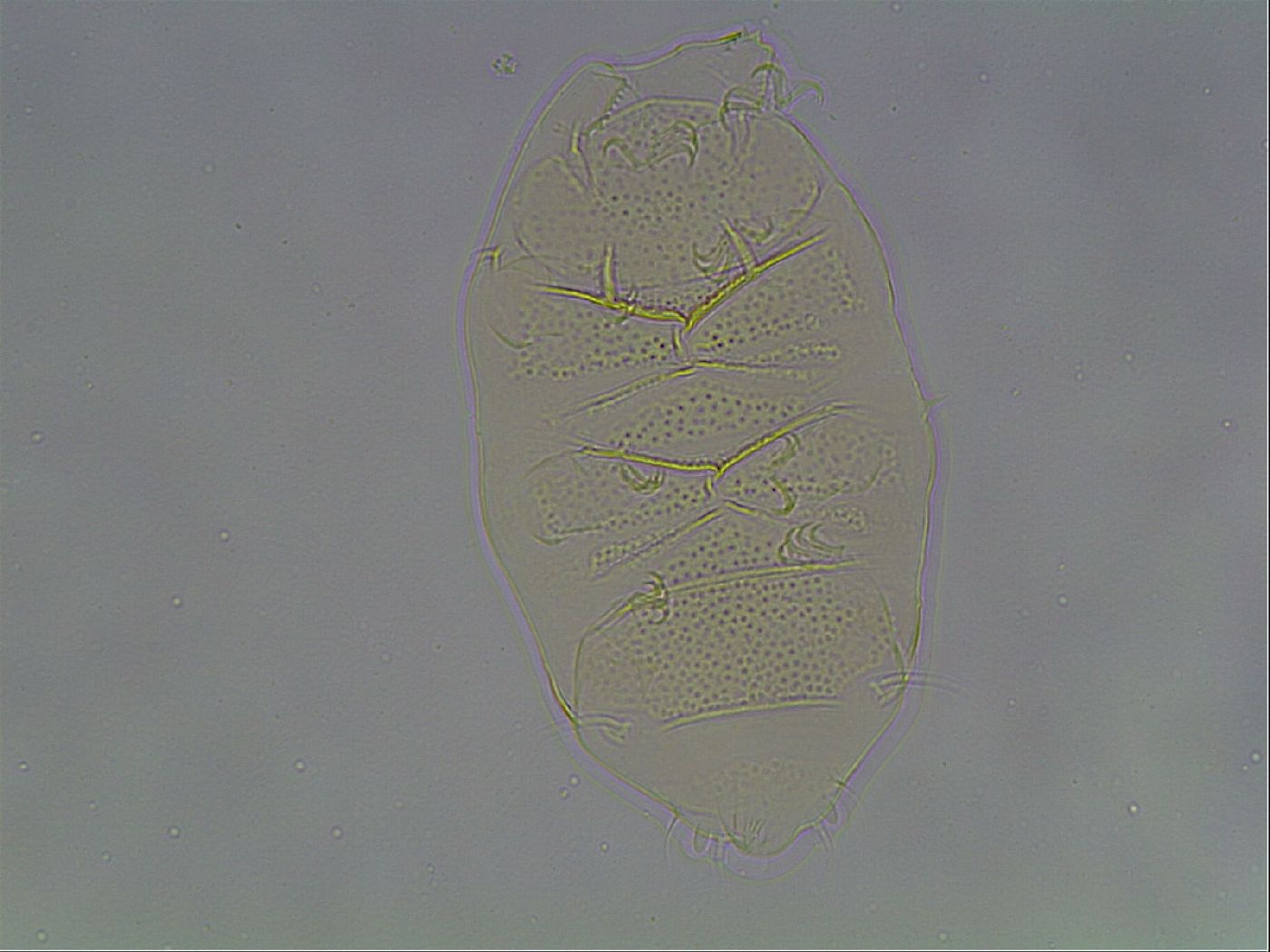 Echiniscus cavagnaroi image