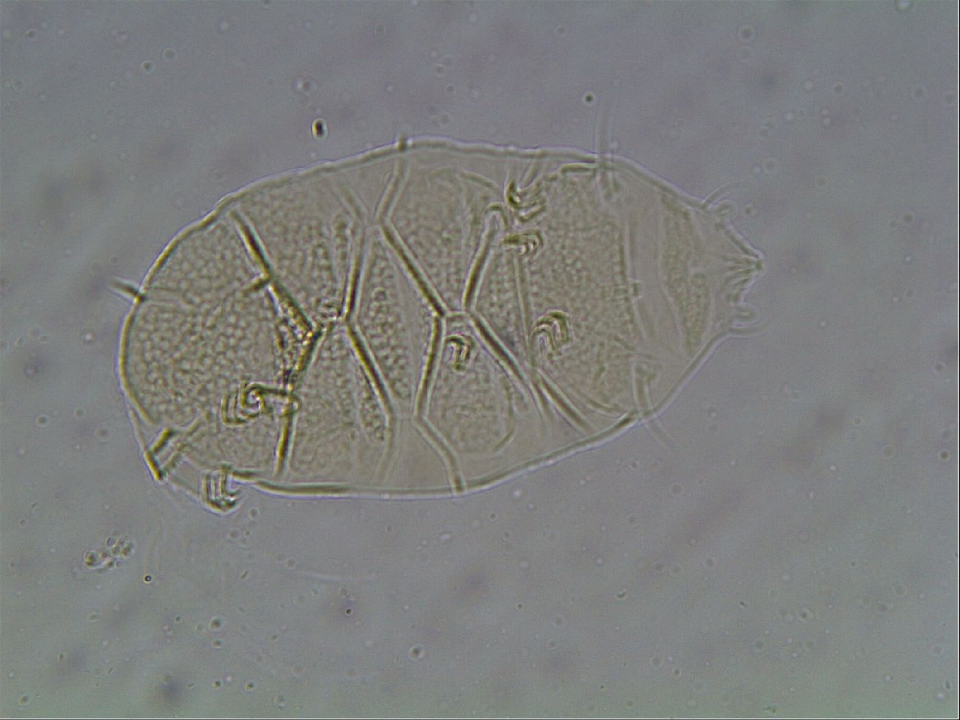 Echiniscus cavagnaroi image