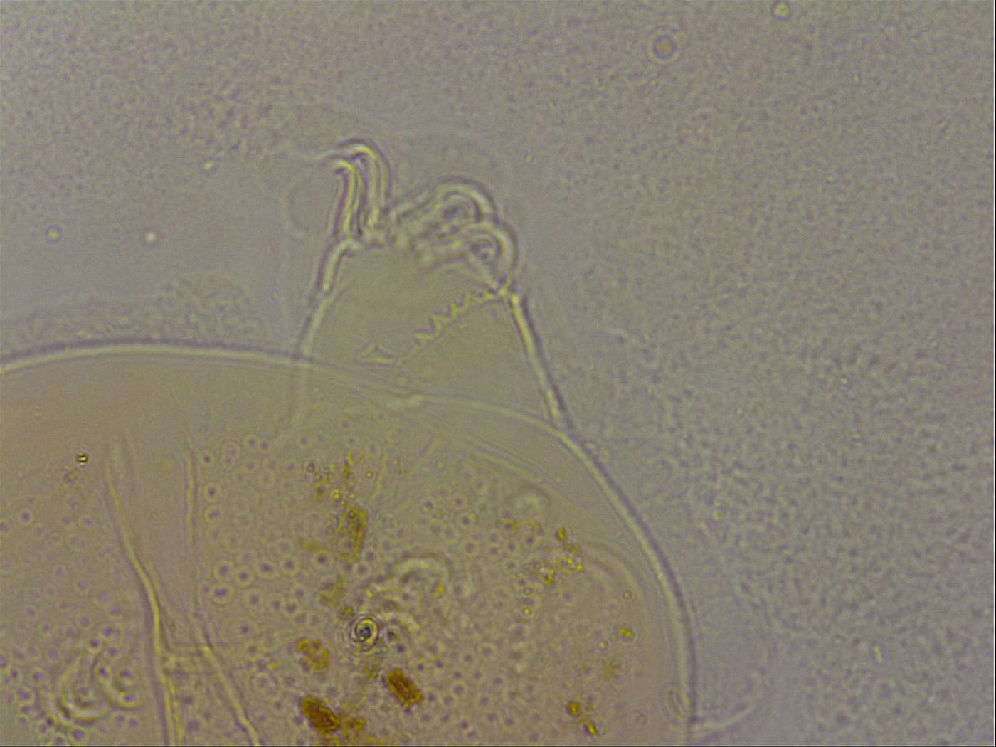 Echiniscus duboisi image