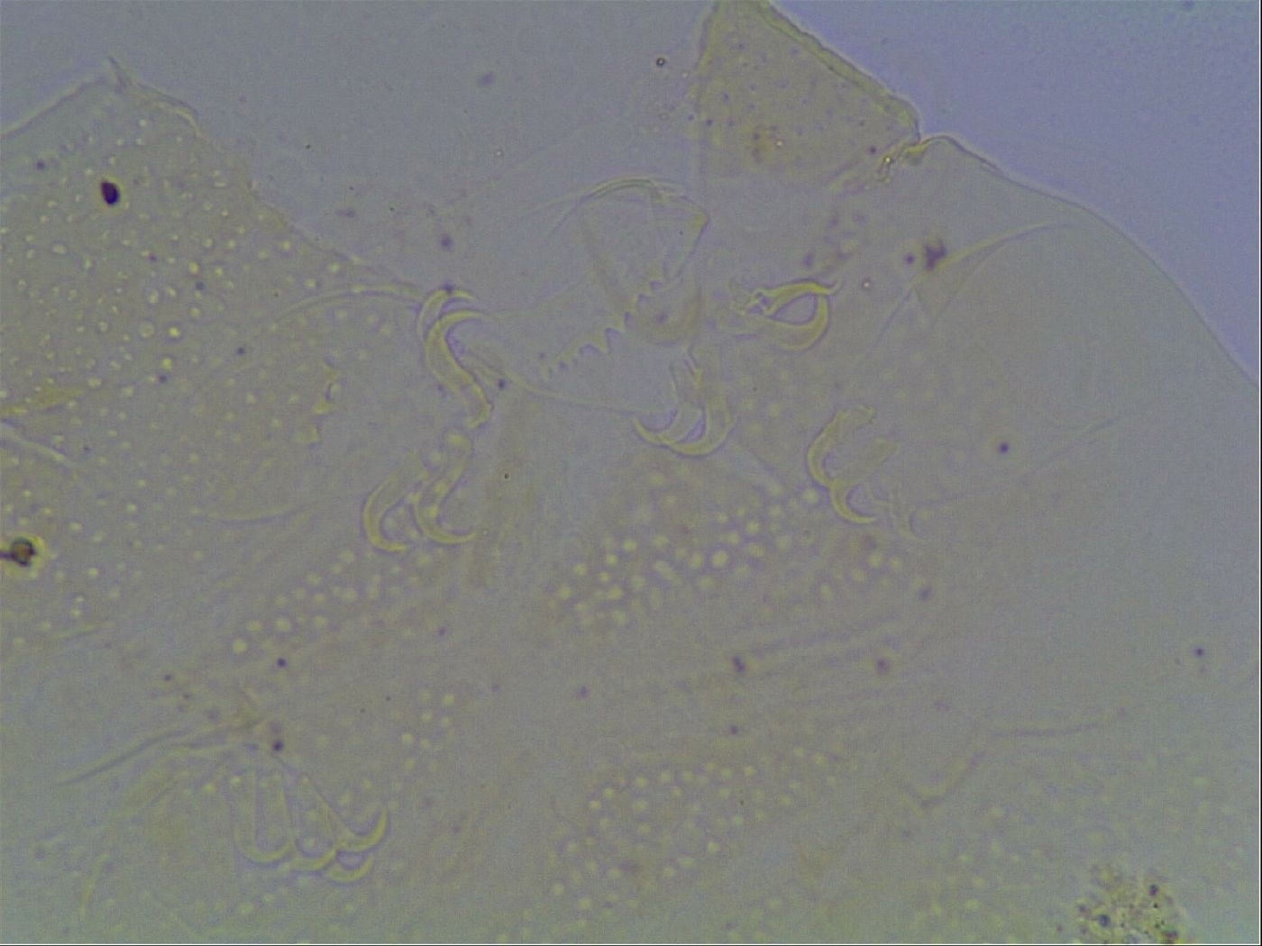 Echiniscus duboisi image