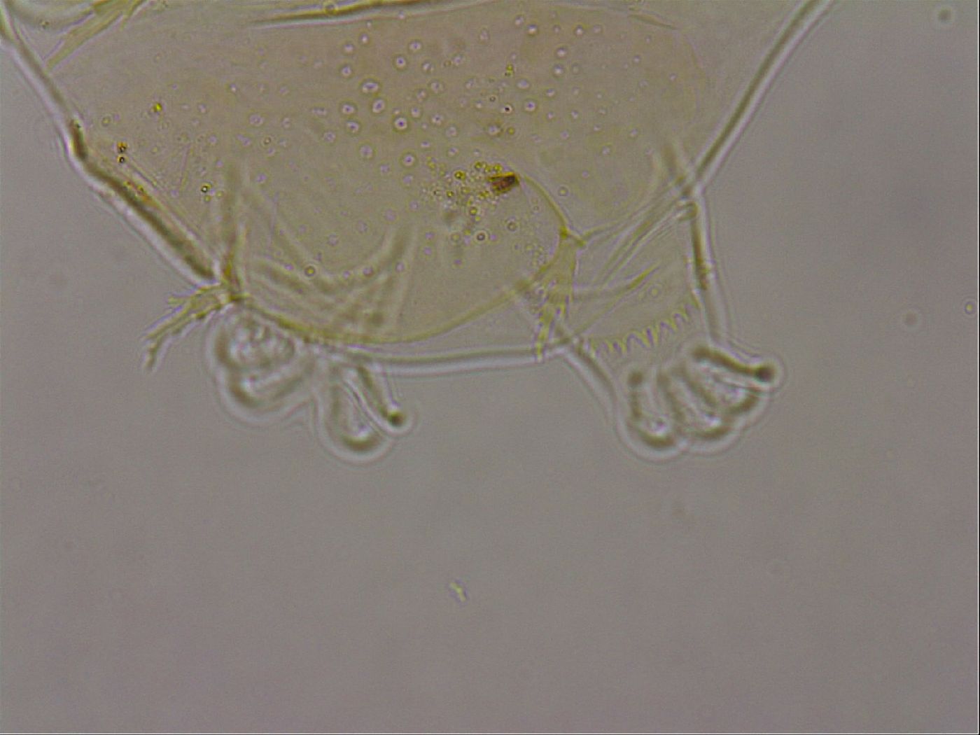 Echiniscus duboisi image