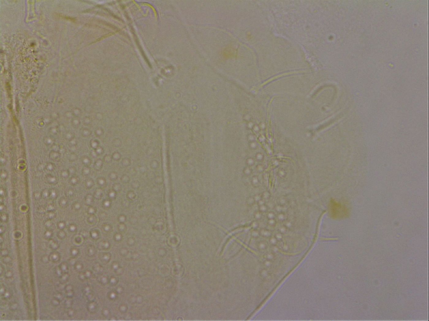 Echiniscus duboisi image