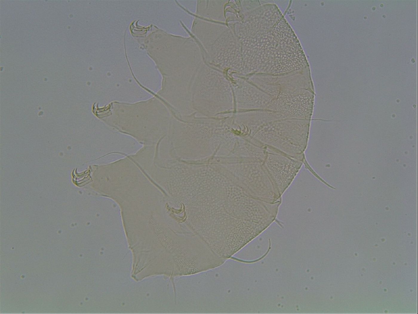 Echiniscus horningi image