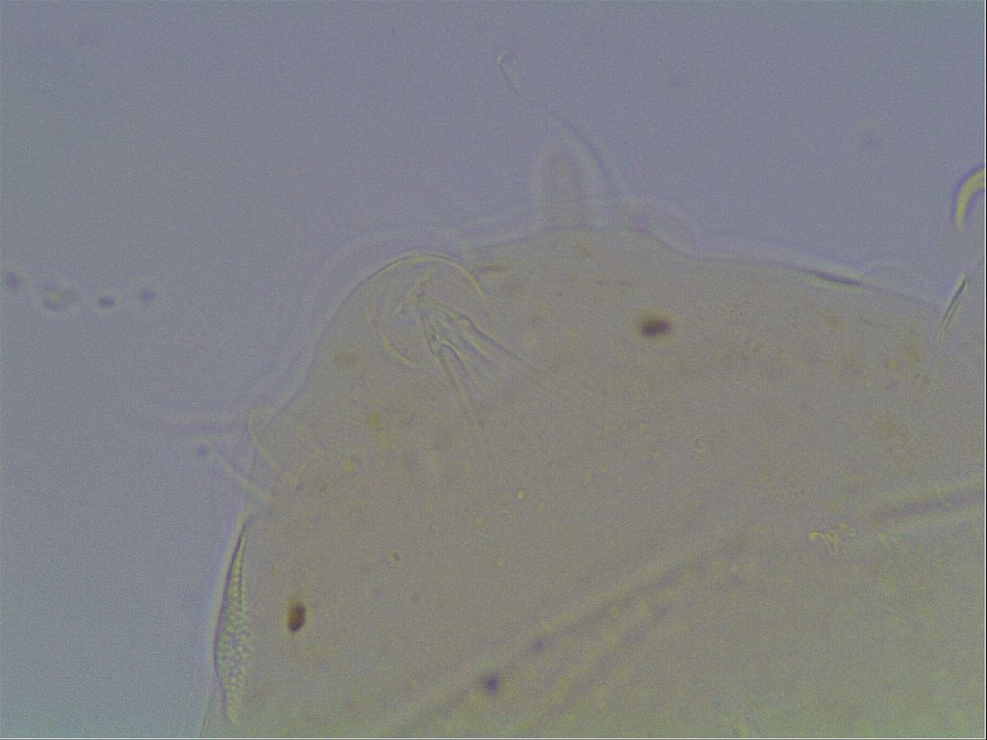 Echiniscus horningi image