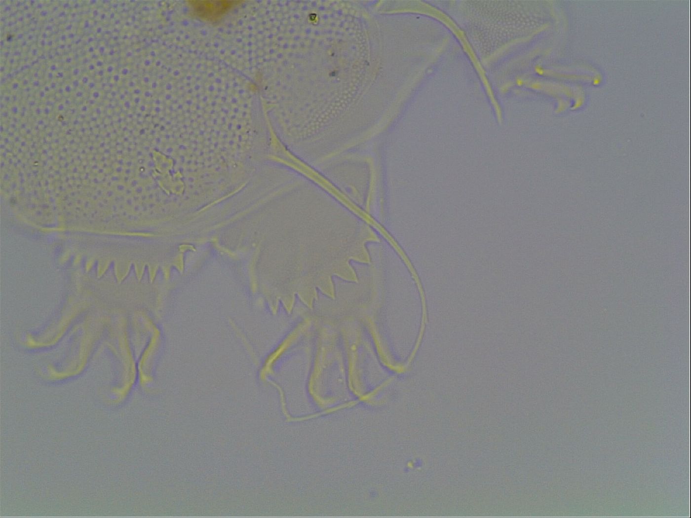 Echiniscus horningi image