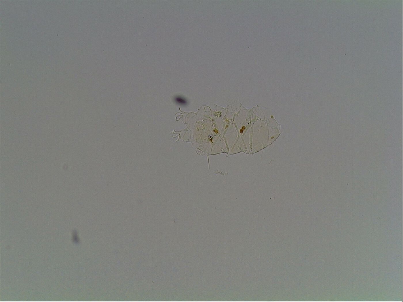 Echiniscus knowltoni image