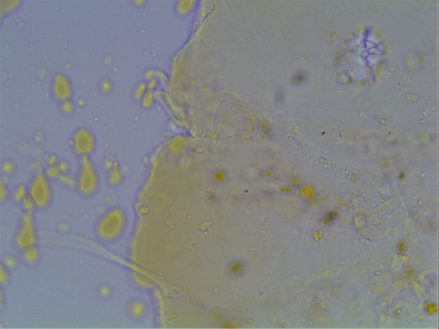 Echiniscus knowltoni image