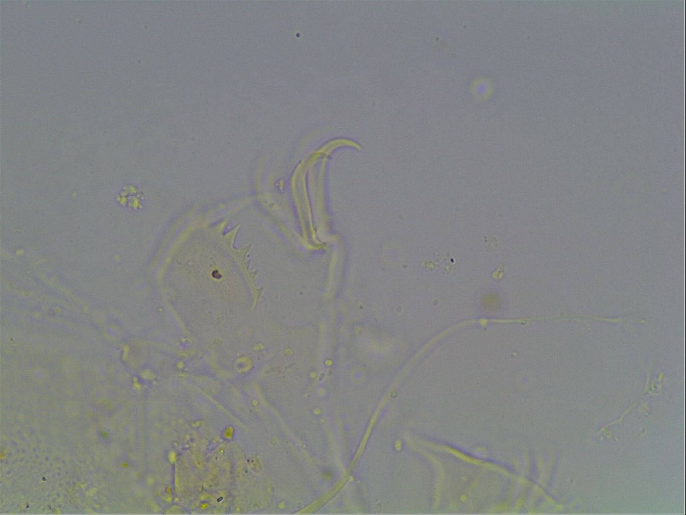 Echiniscus knowltoni image