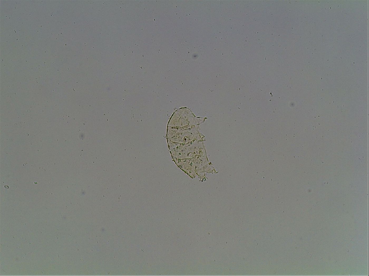 Echiniscus knowltoni image