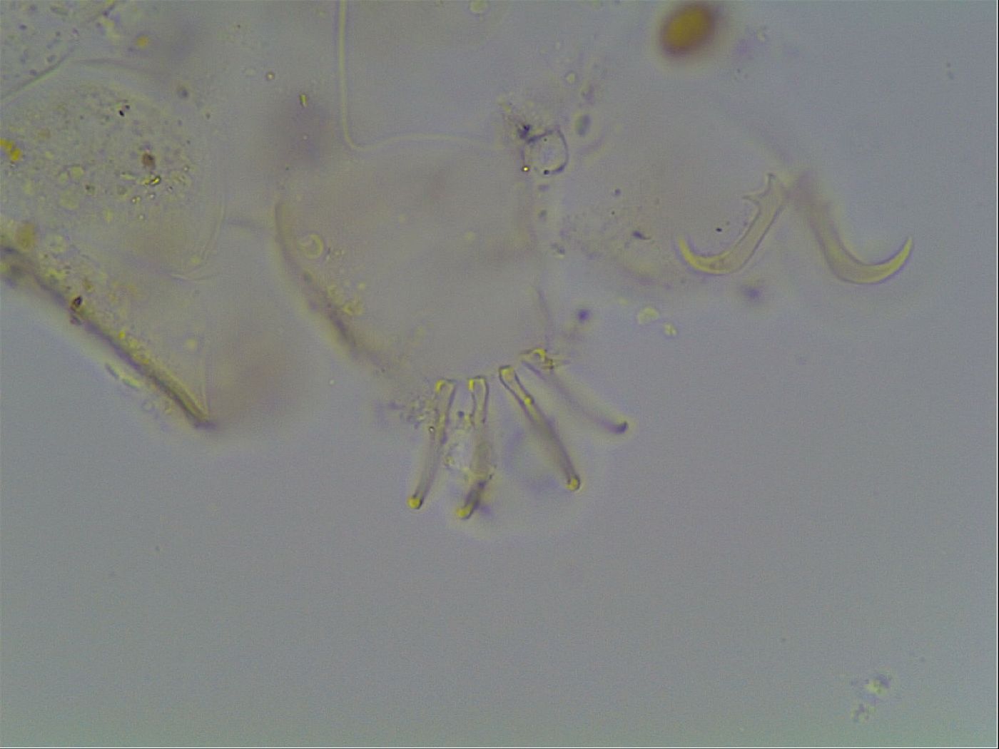 Echiniscus knowltoni image