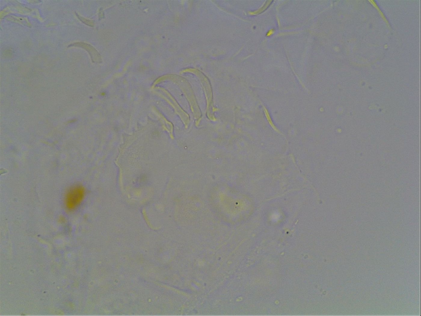Echiniscus knowltoni image