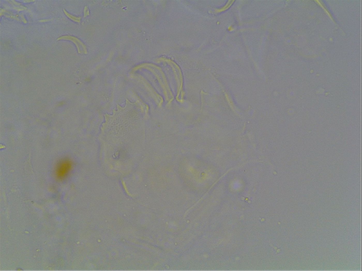 Echiniscus knowltoni image