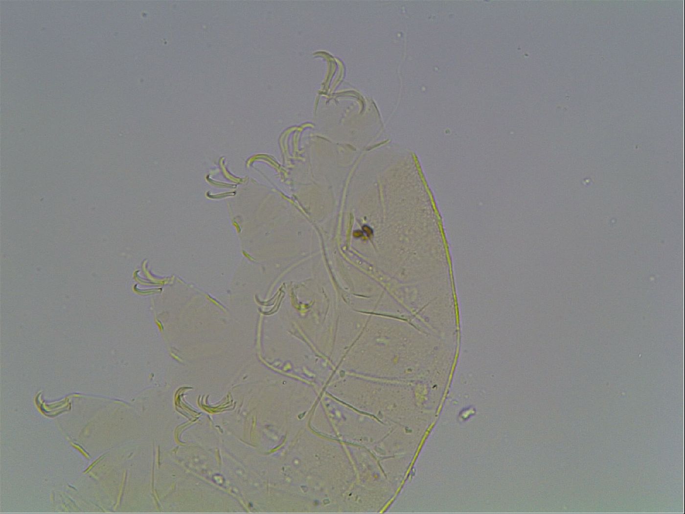 Echiniscus knowltoni image