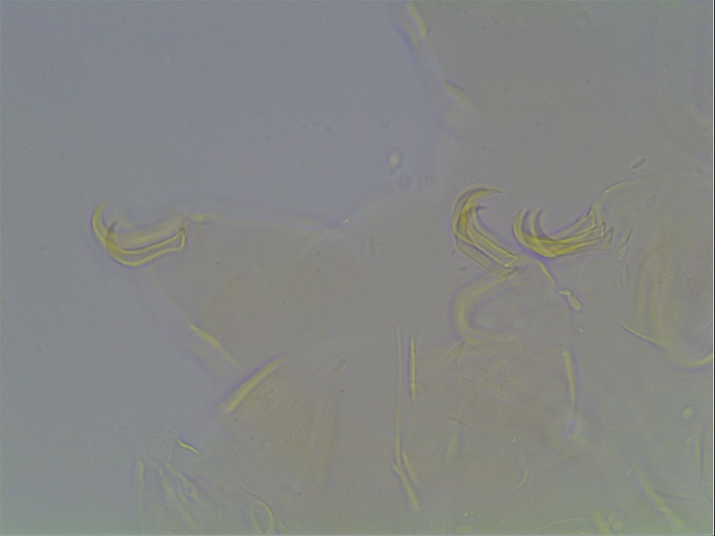Echiniscus knowltoni image