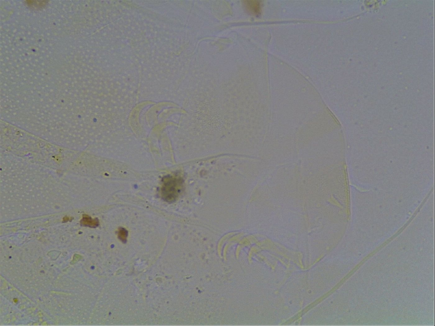 Echiniscus knowltoni image