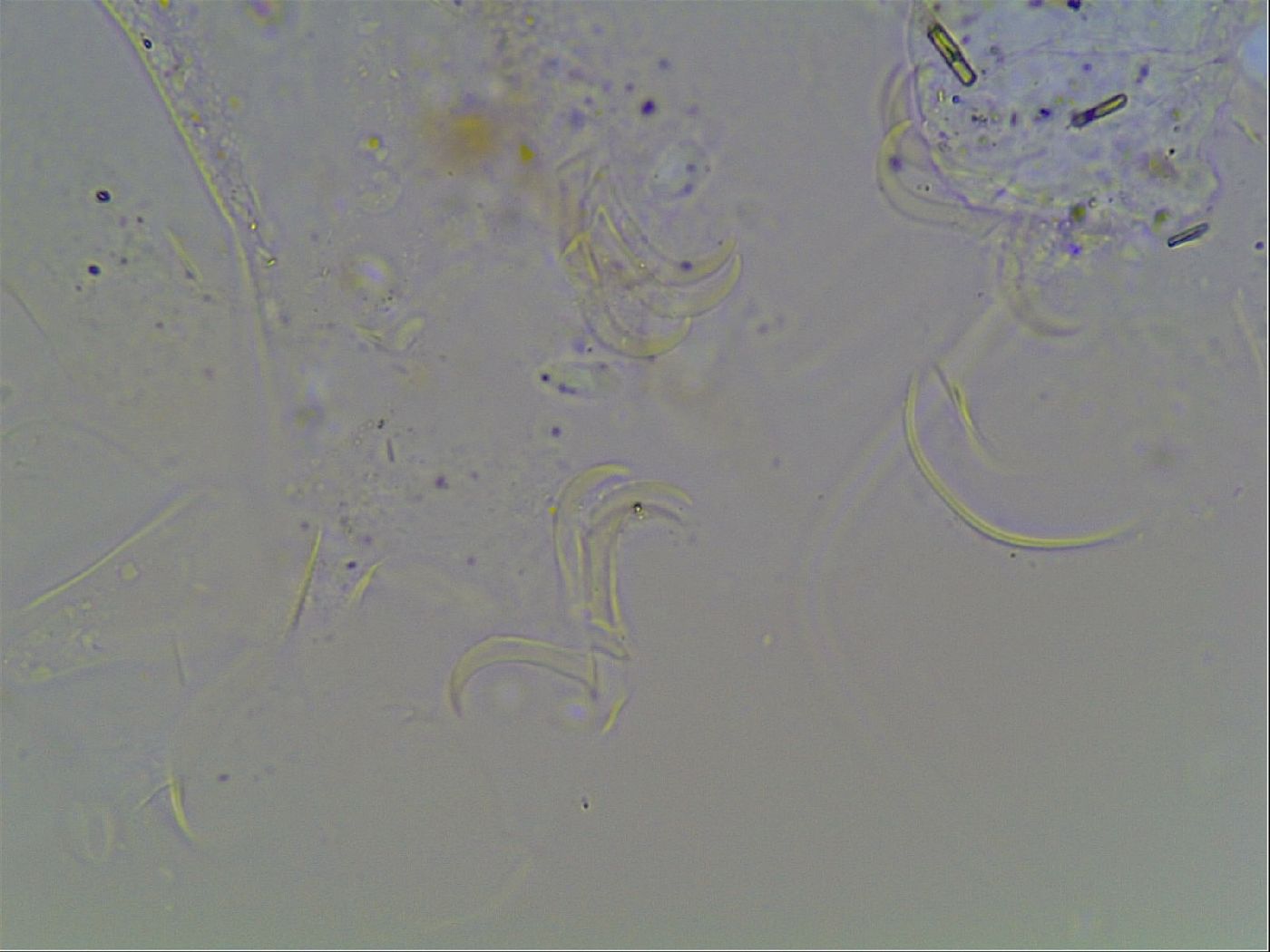 Echiniscus knowltoni image