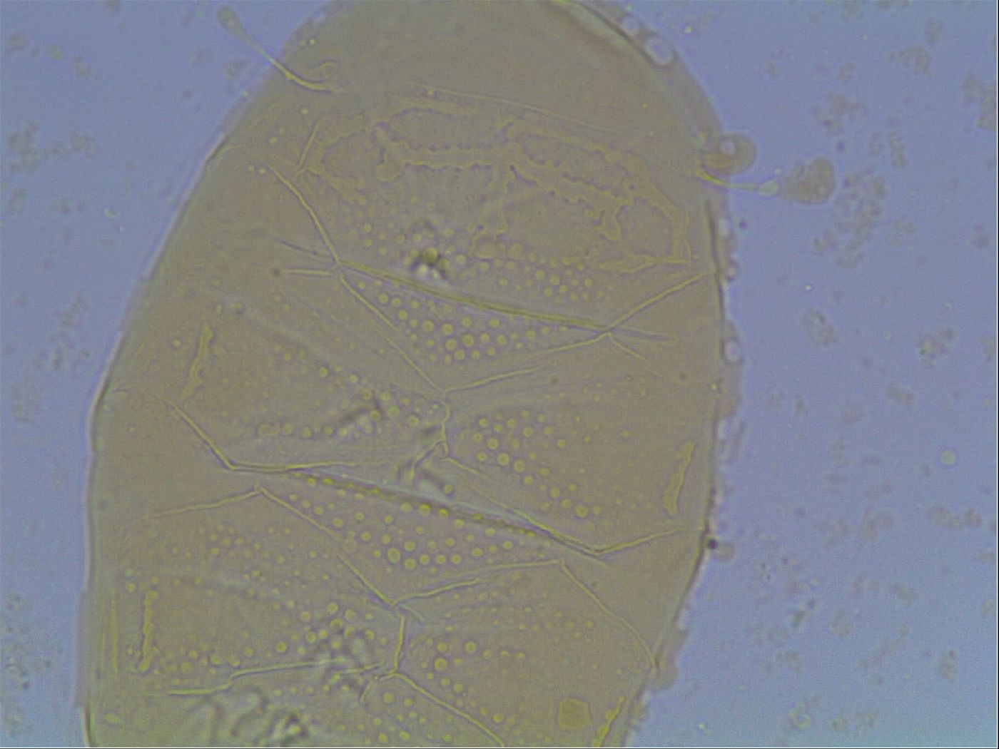 Echiniscus kofordi image