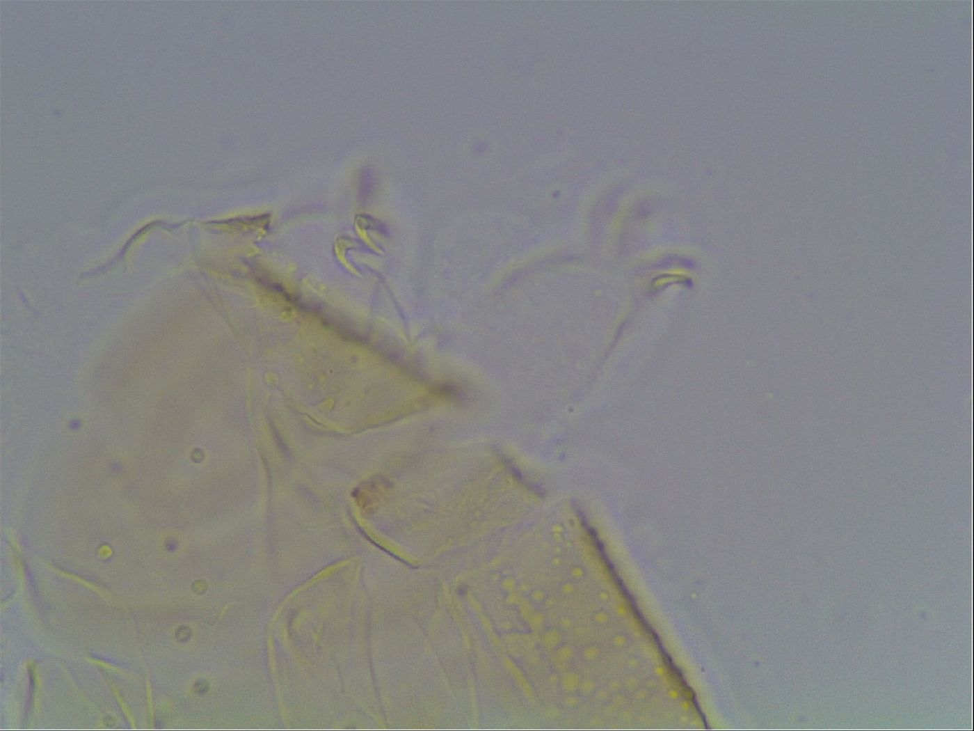Echiniscus kofordi image