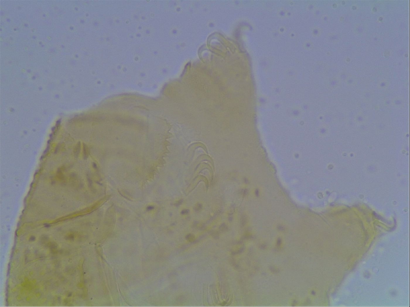 Echiniscus kofordi image