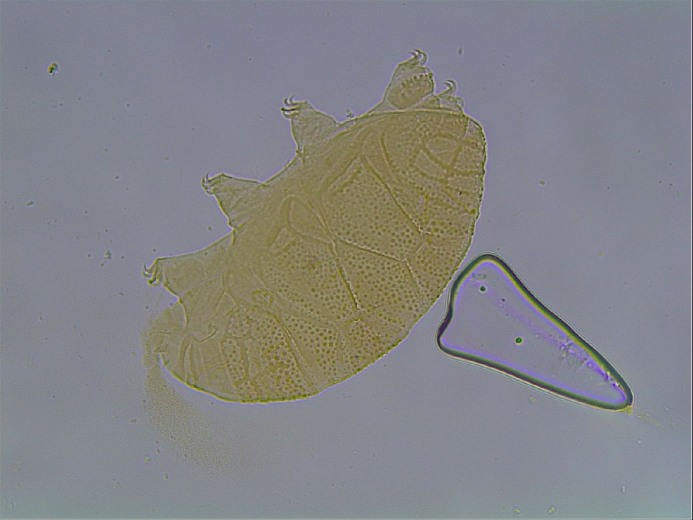 Echiniscus kofordi image