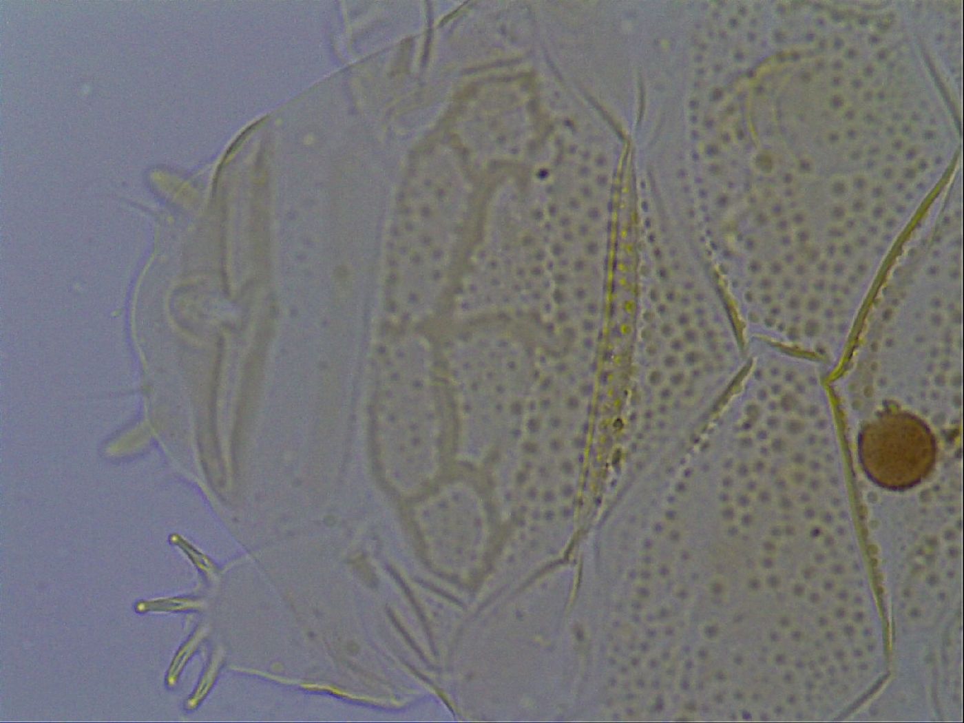 Echiniscus kofordi image