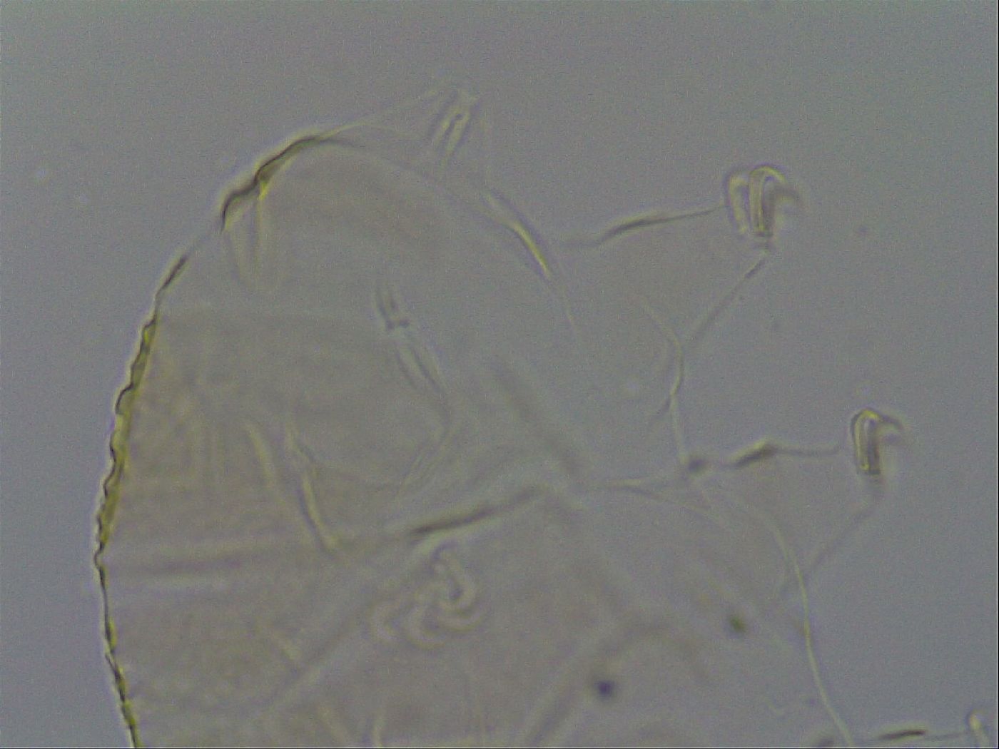 Echiniscus kofordi image