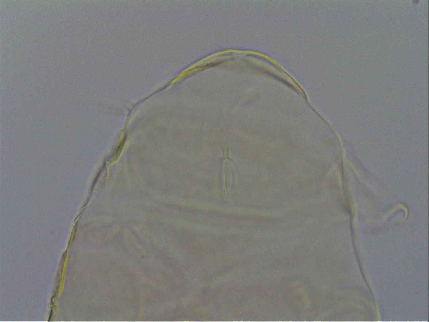 Echiniscus kofordi image