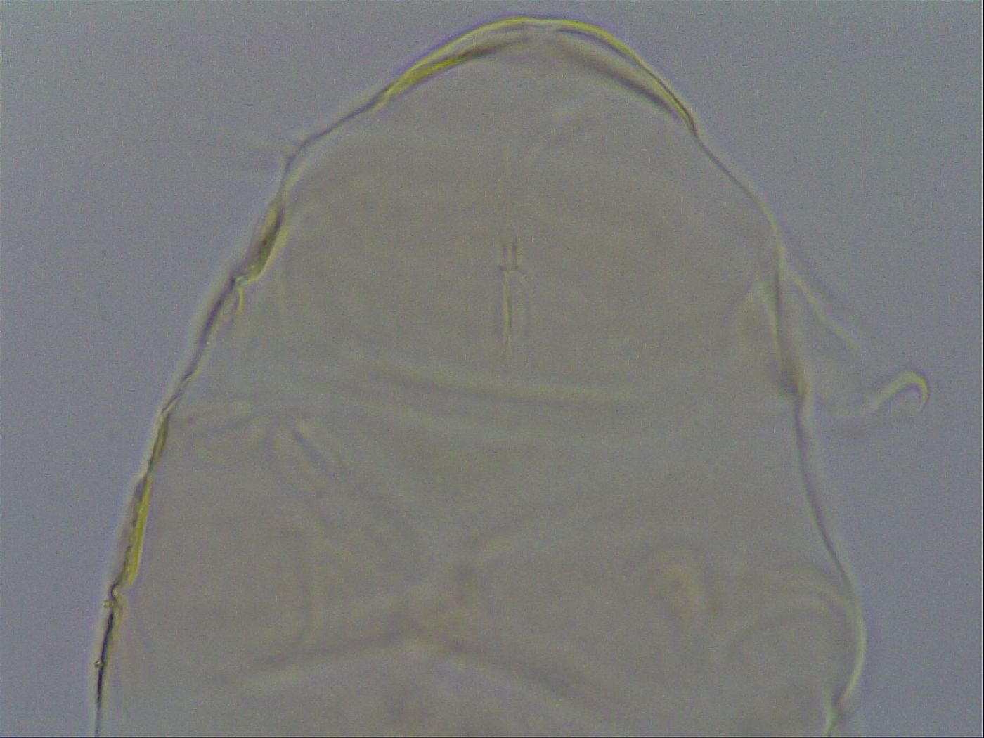 Echiniscus kofordi image