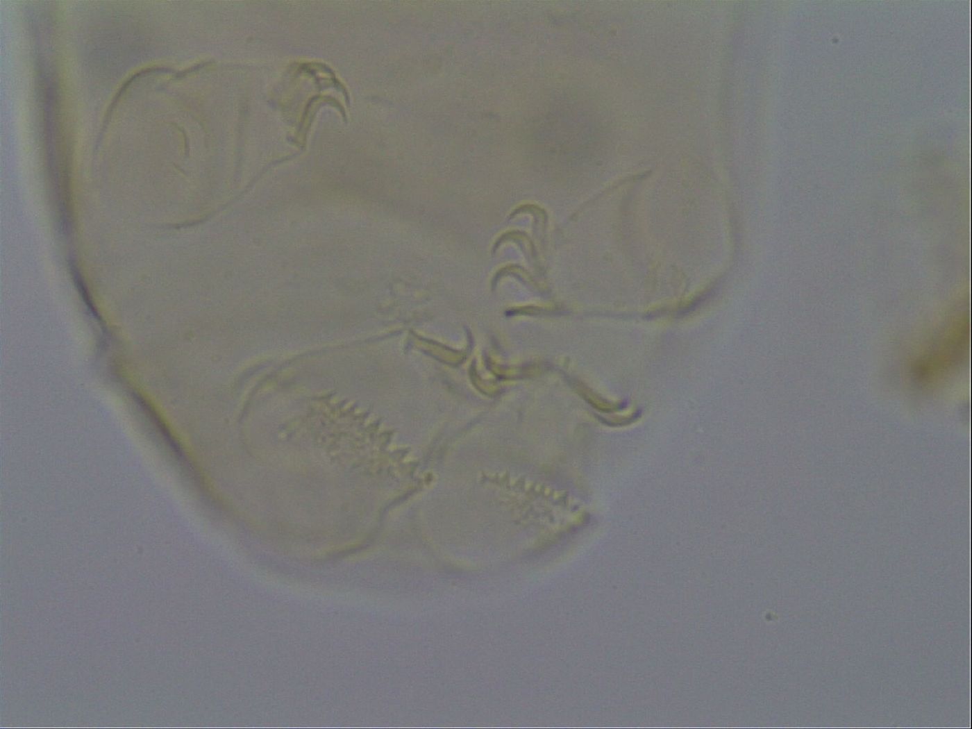 Echiniscus kofordi image