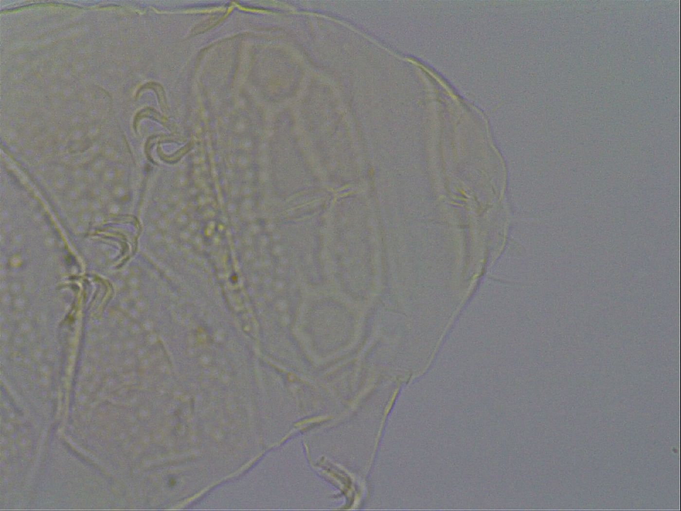 Echiniscus kofordi image