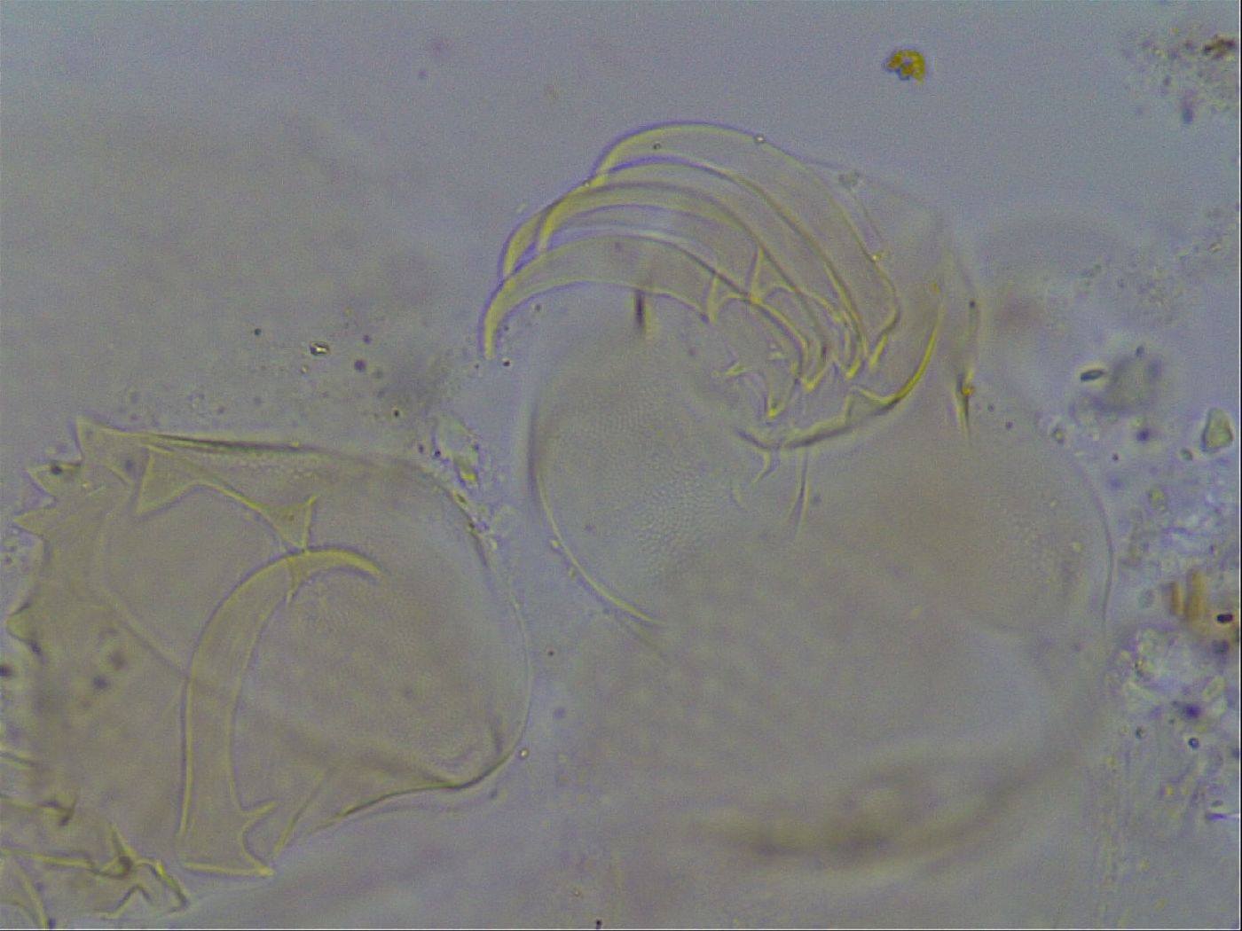 Testechiniscus image