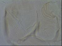 Testechiniscus laterculus image