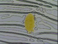 Testechiniscus laterculus image