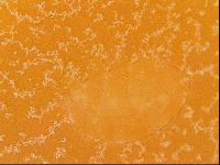 Testechiniscus laterculus image