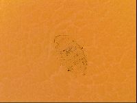 Testechiniscus laterculus image
