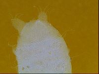 Testechiniscus laterculus image