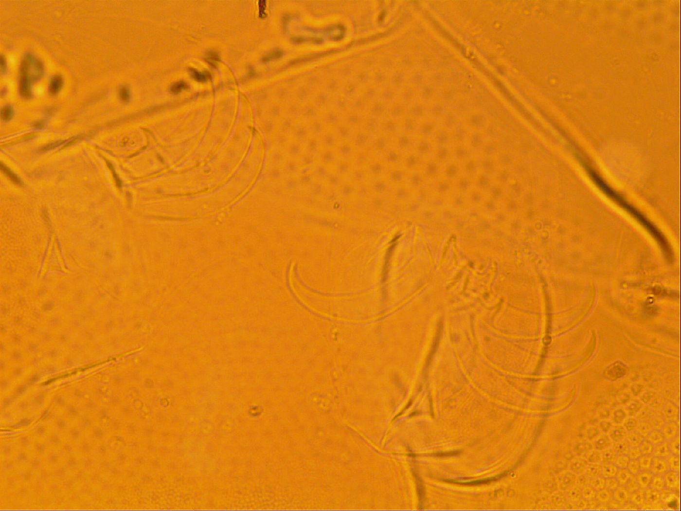 Testechiniscus image