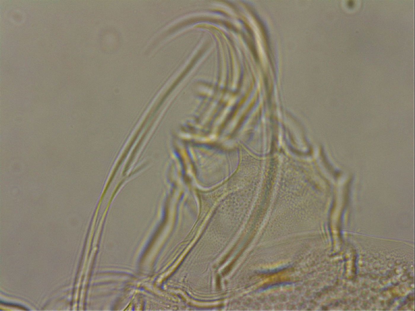 Testechiniscus laterculus image