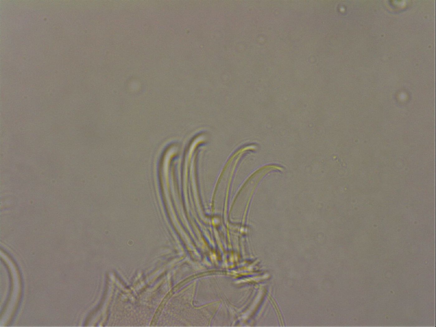 Testechiniscus laterculus image