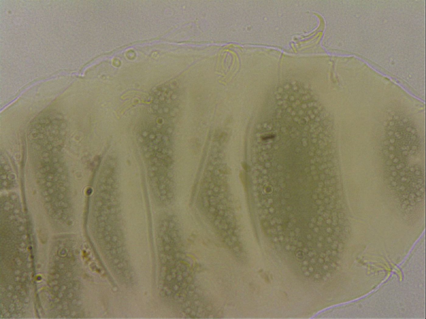 Echiniscus marginoporus image
