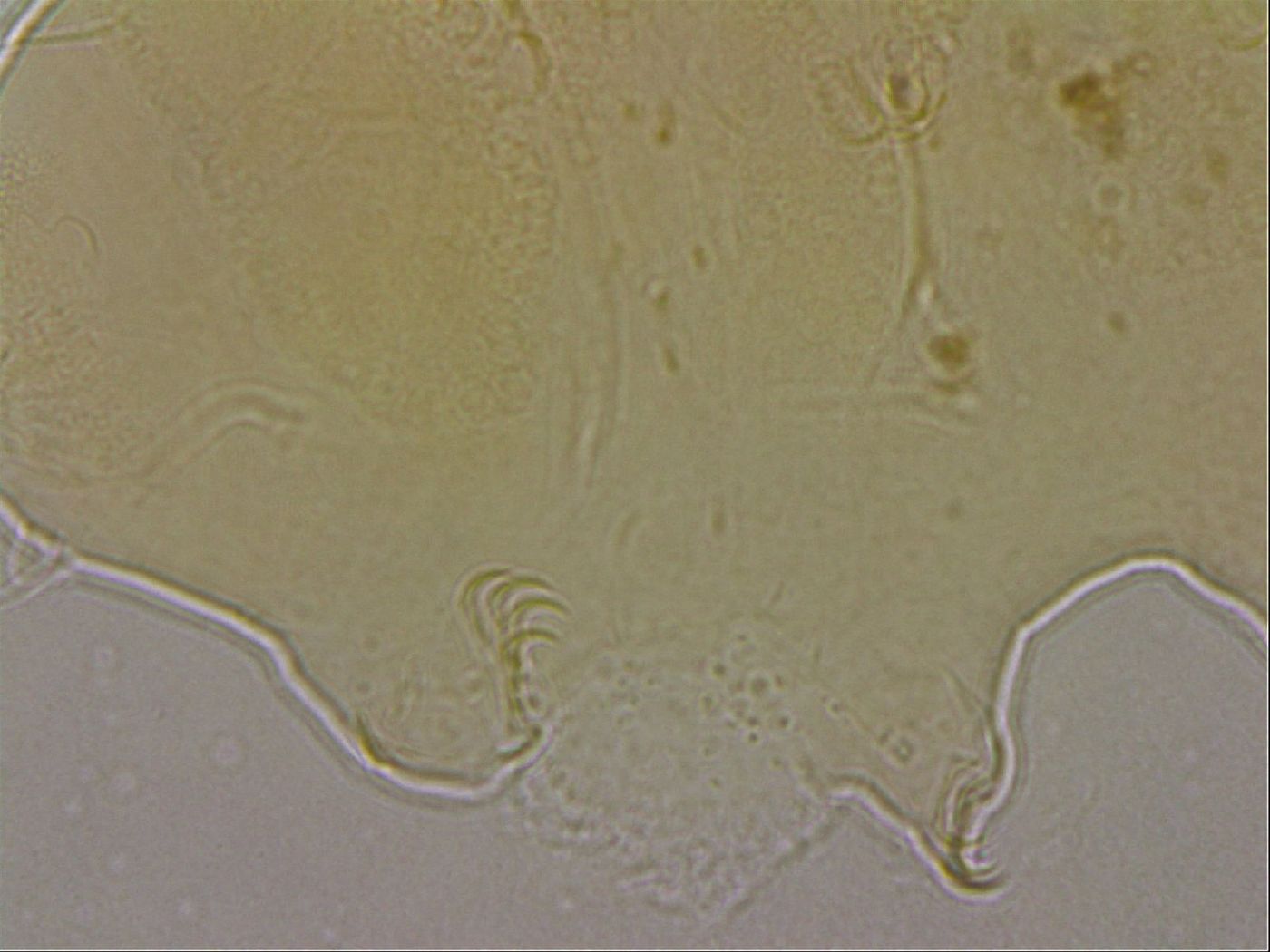 Echiniscus marginoporus image